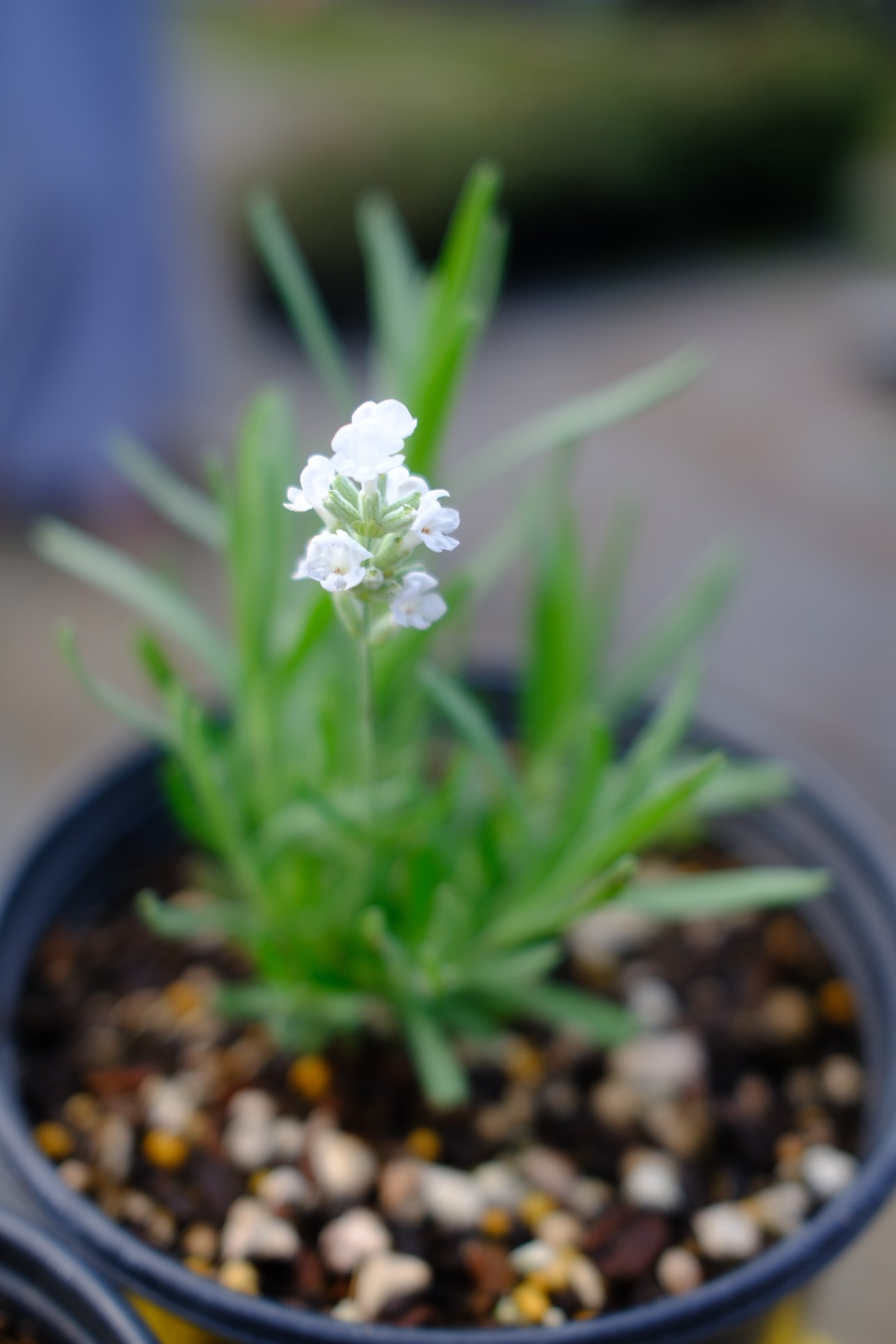 Perennials & Shrubs photo 7