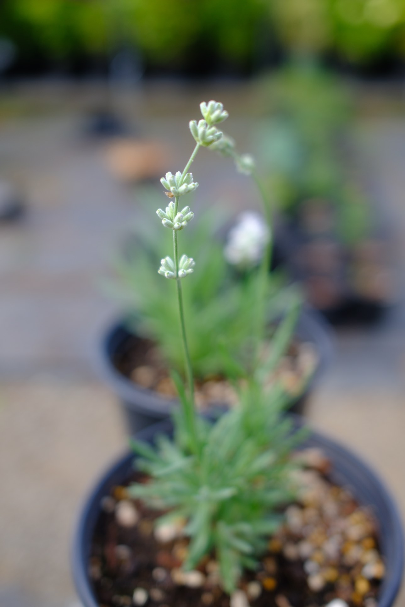 Perennials & Shrubs photo 9