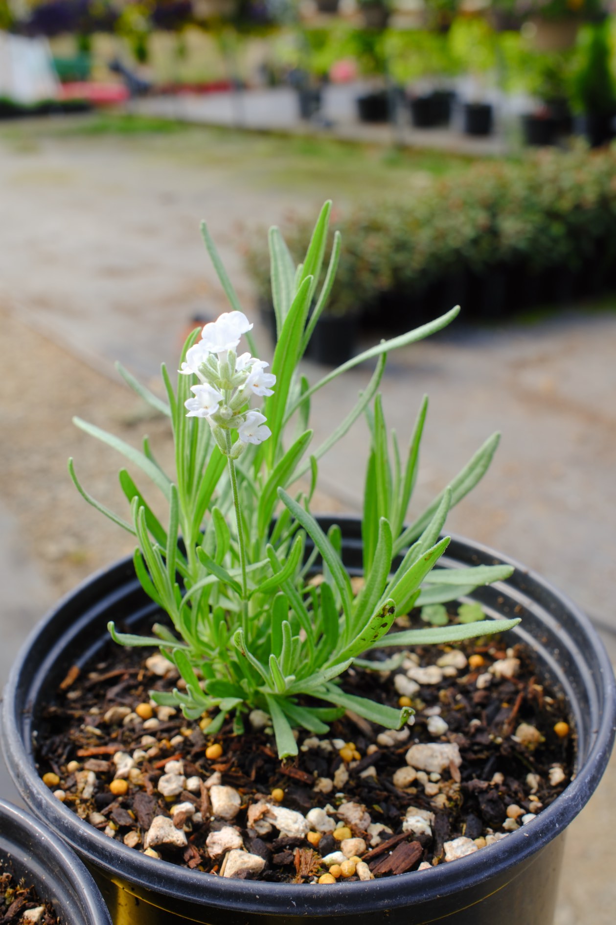 Perennials & Shrubs photo 16