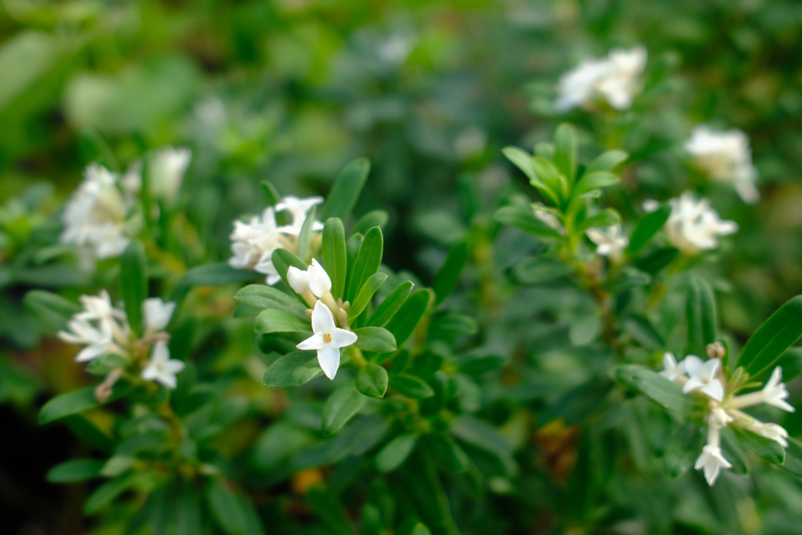 Perennials & Shrubs photo 19