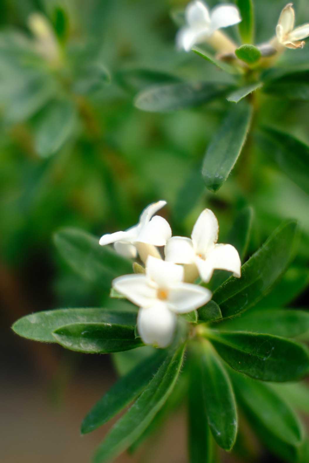 Perennials & Shrubs photo 12