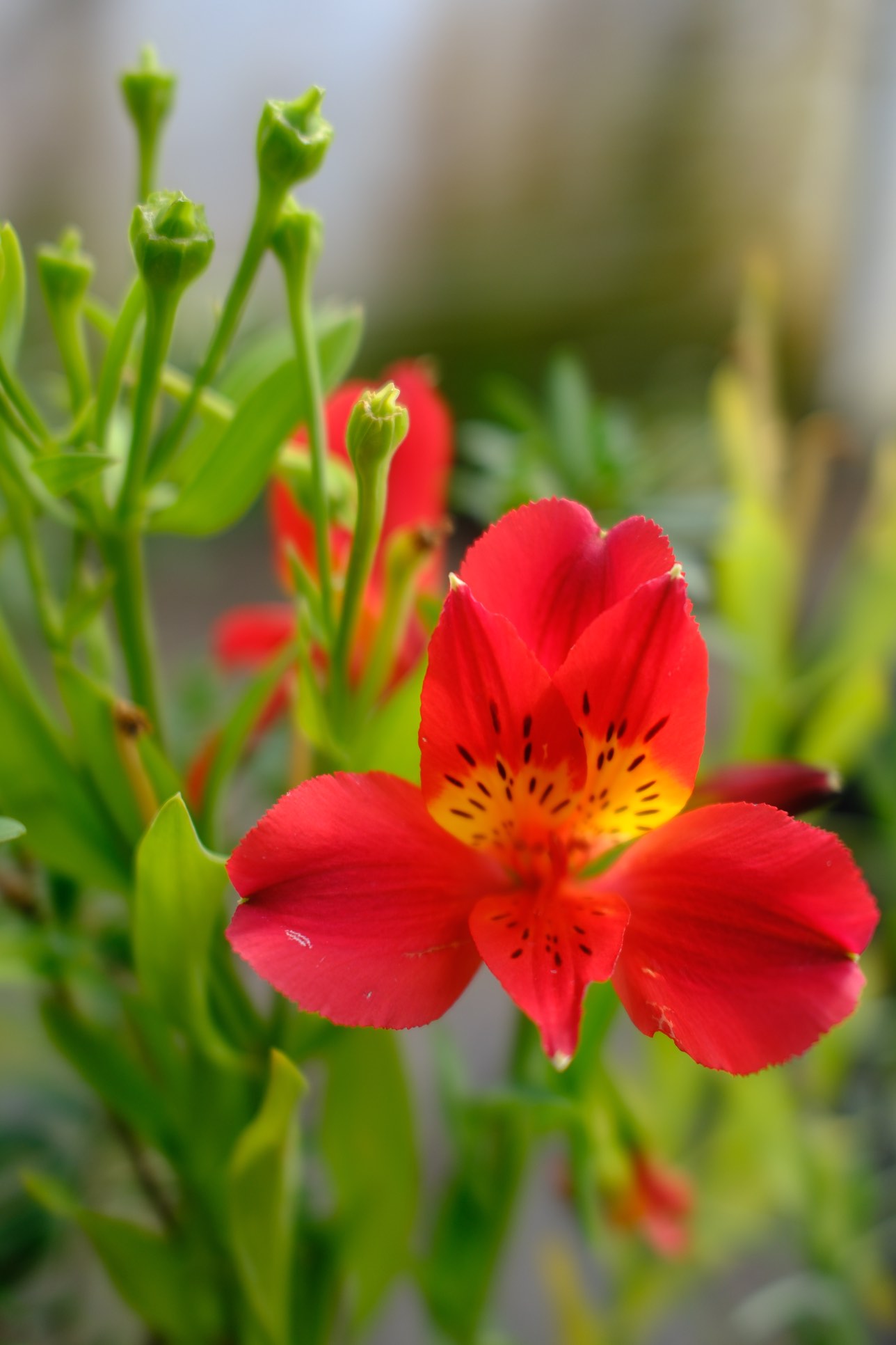 Perennials & Shrubs photo 24