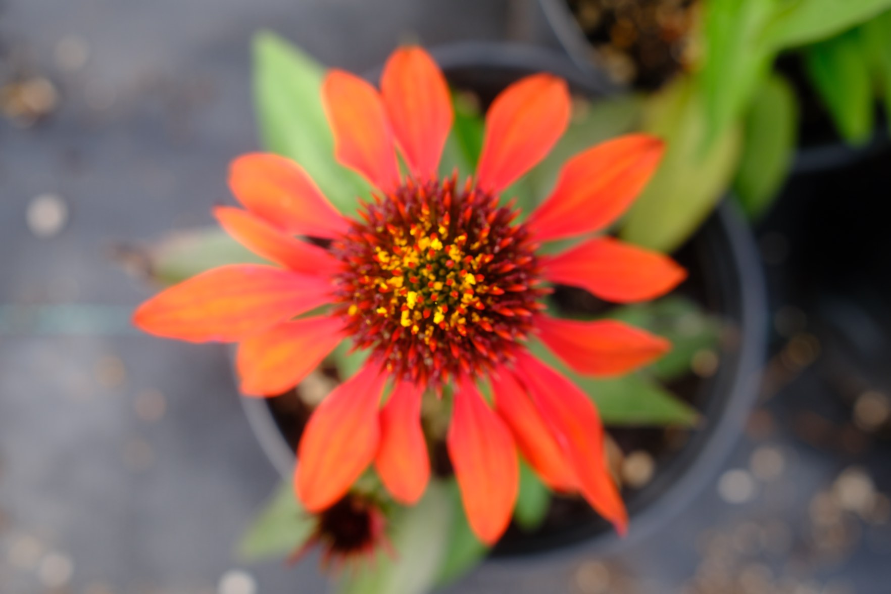Perennials & Shrubs photo 8