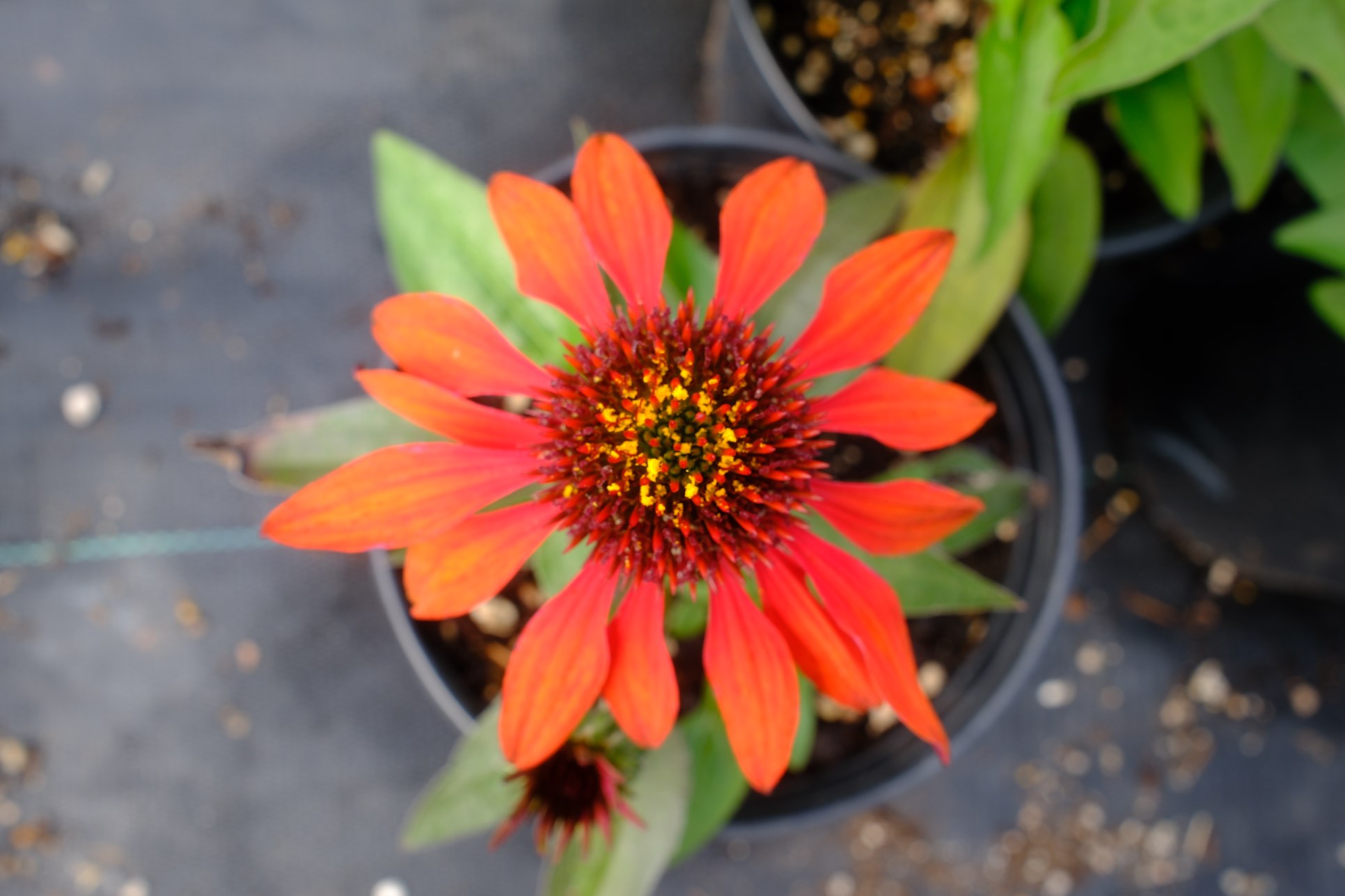Perennials & Shrubs photo 15
