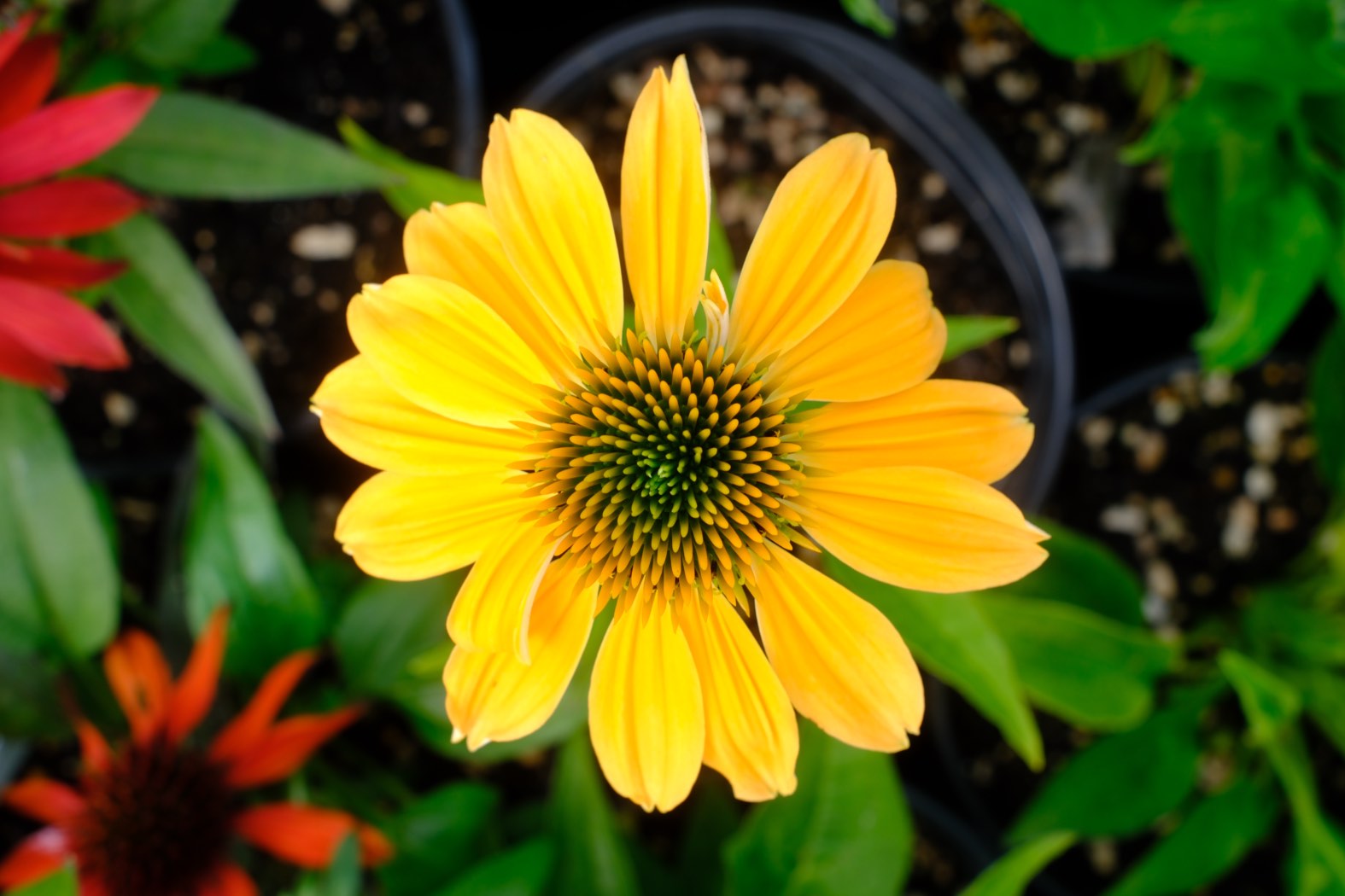 Perennials & Shrubs photo 4