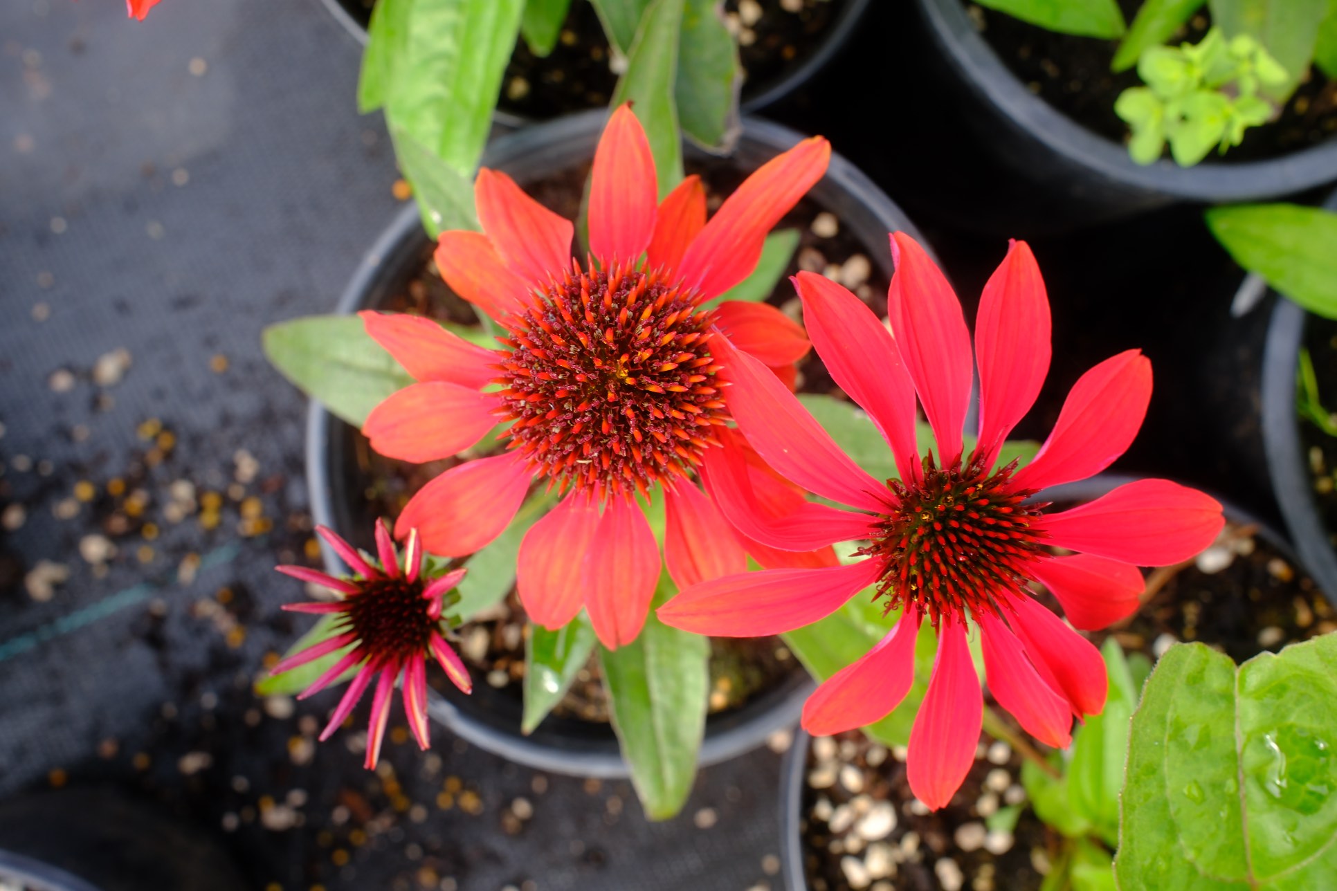 Perennials & Shrubs photo 13