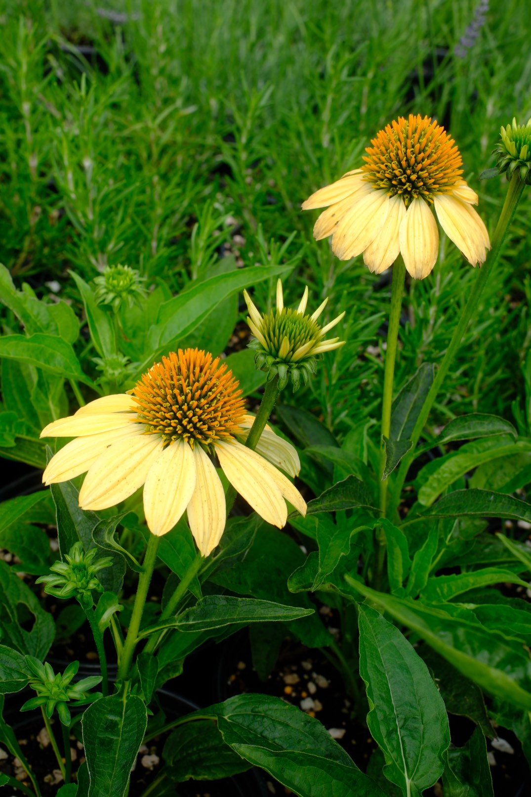 Perennials & Shrubs photo 23