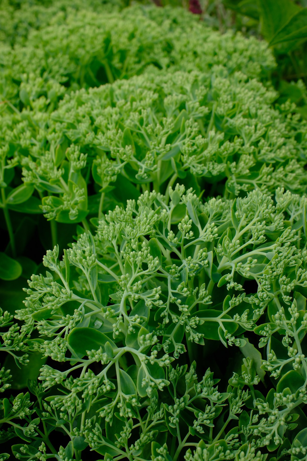 Perennials & Shrubs photo 16