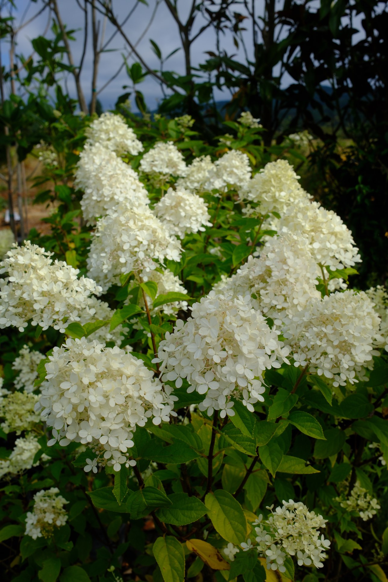 Perennials & Shrubs photo 12