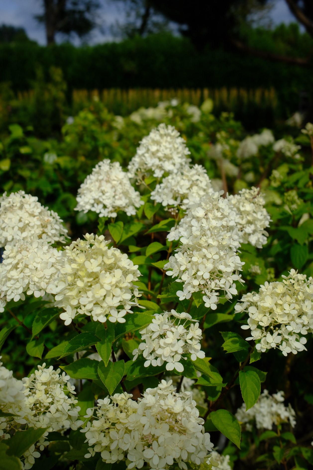 Perennials & Shrubs photo 13