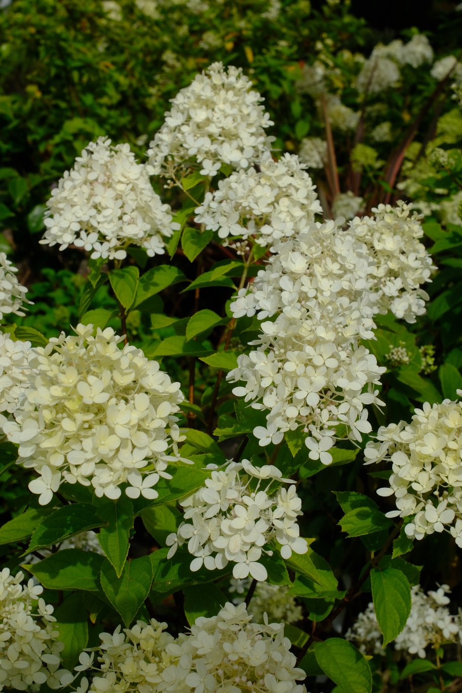 Perennials & Shrubs photo 24