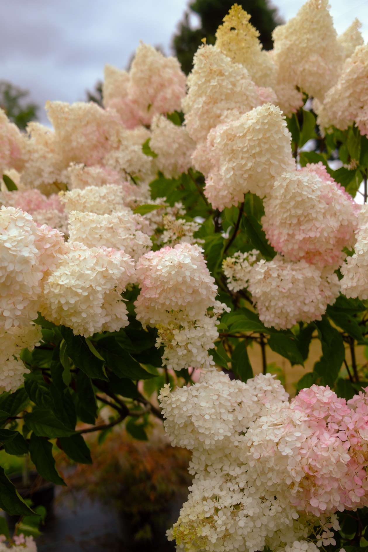 Perennials & Shrubs photo 9