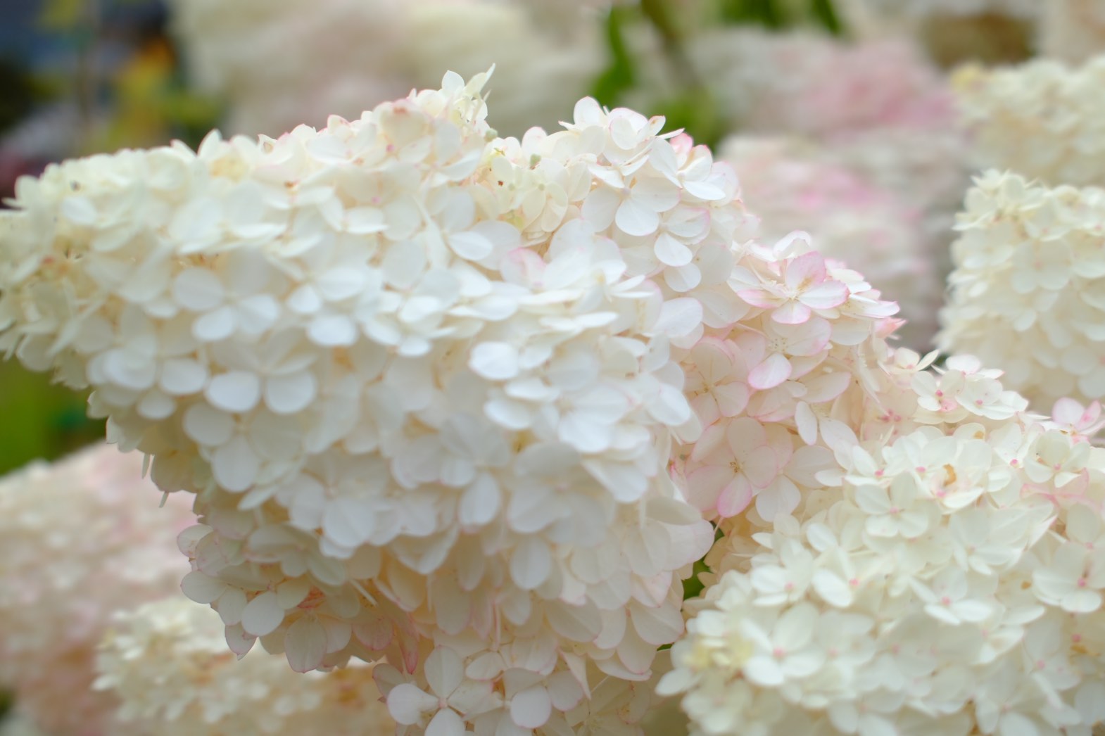 Perennials & Shrubs photo 7