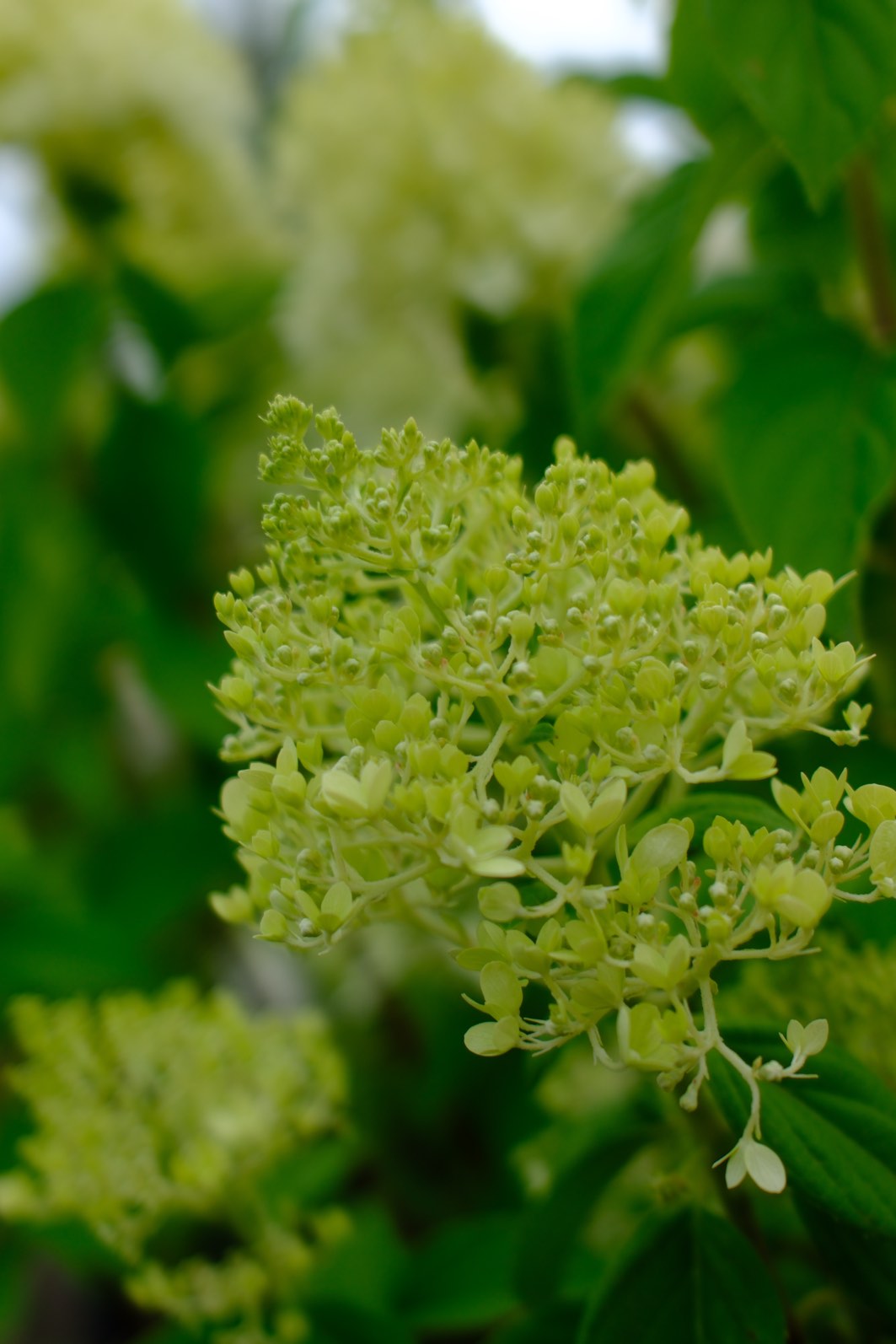 Perennials & Shrubs photo 8