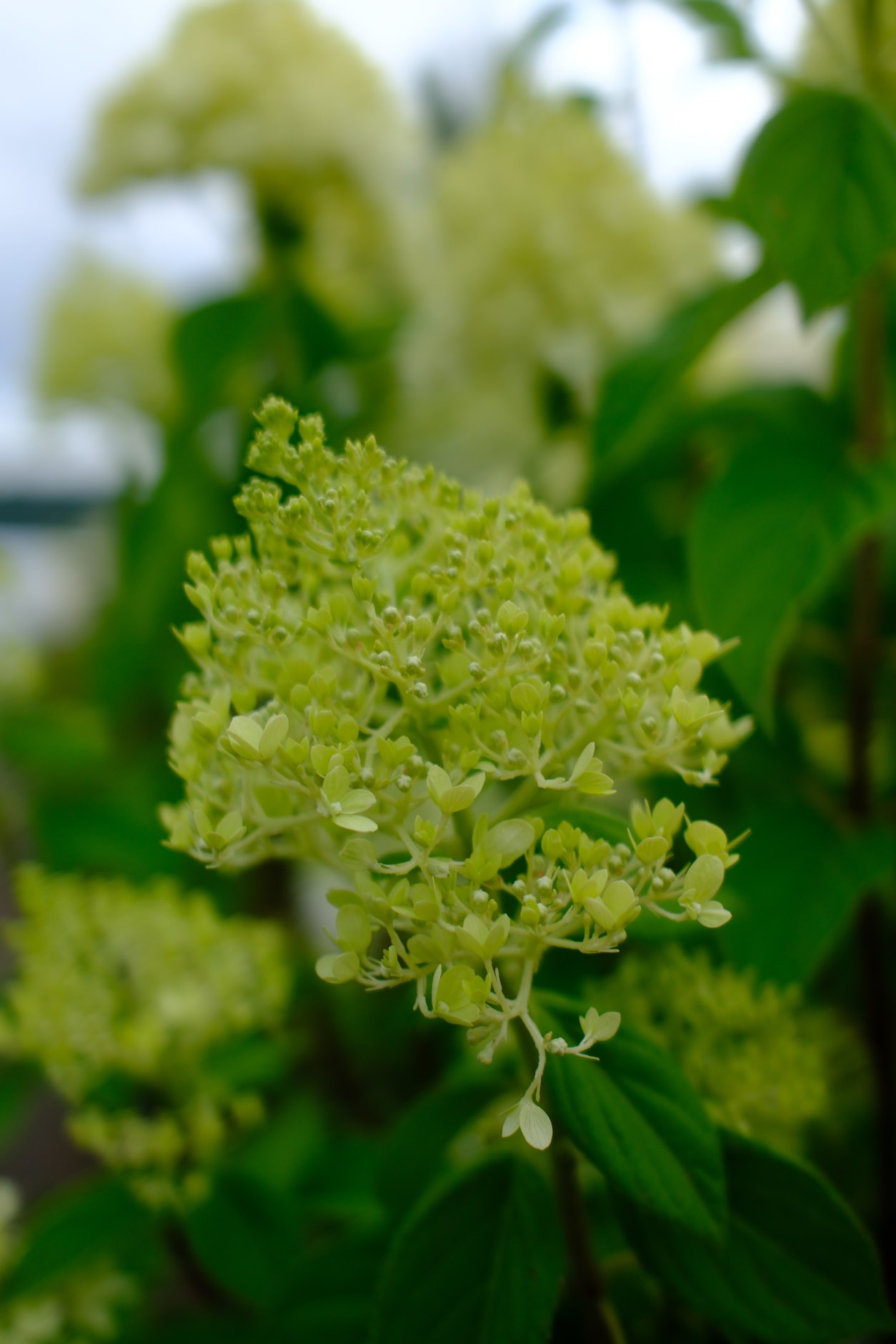 Perennials & Shrubs photo 6