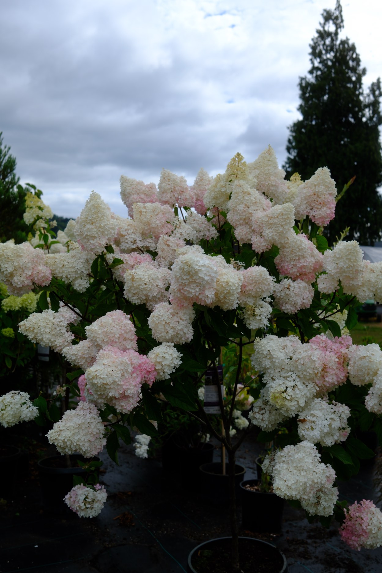 Perennials & Shrubs photo 17