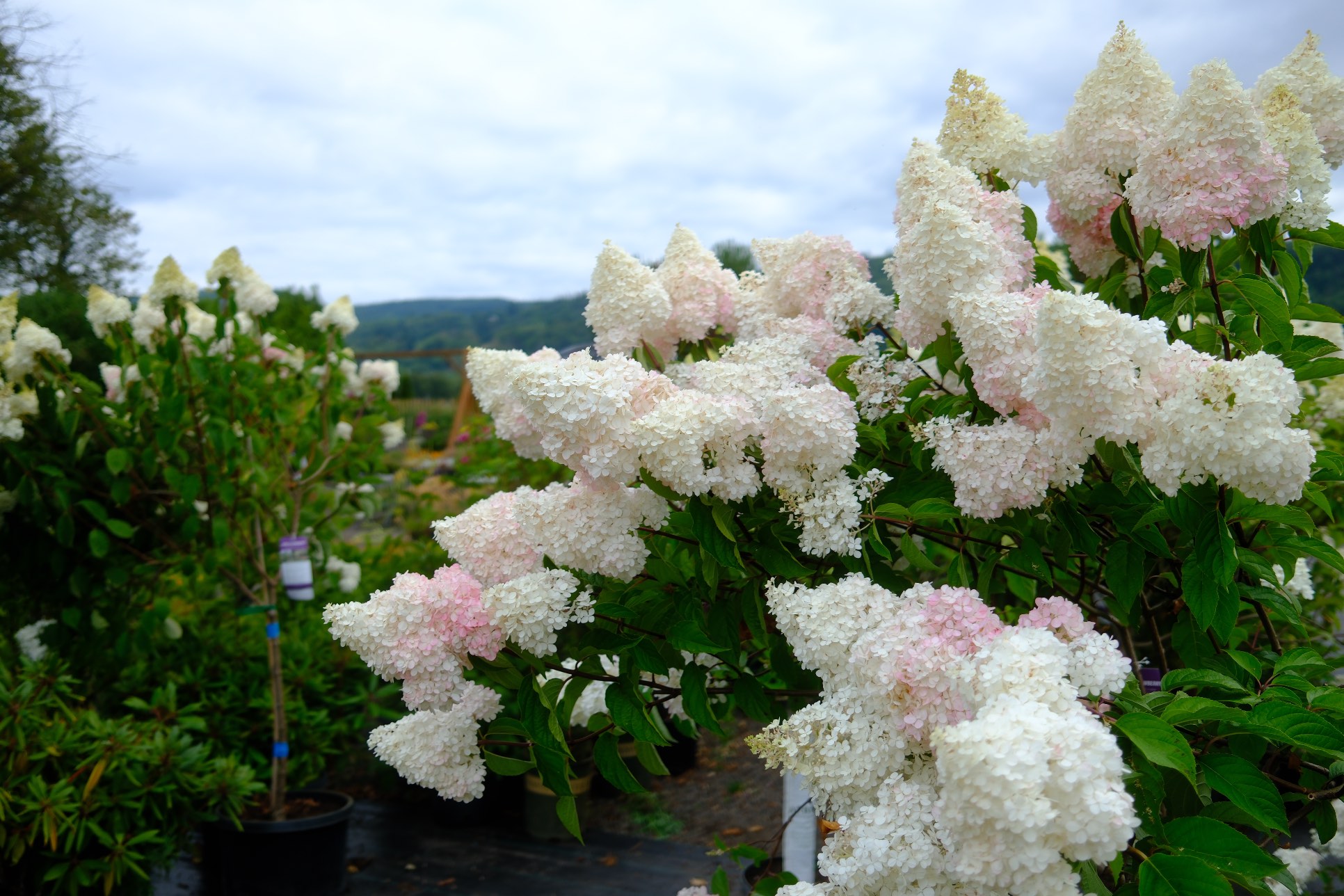 Perennials & Shrubs photo 14