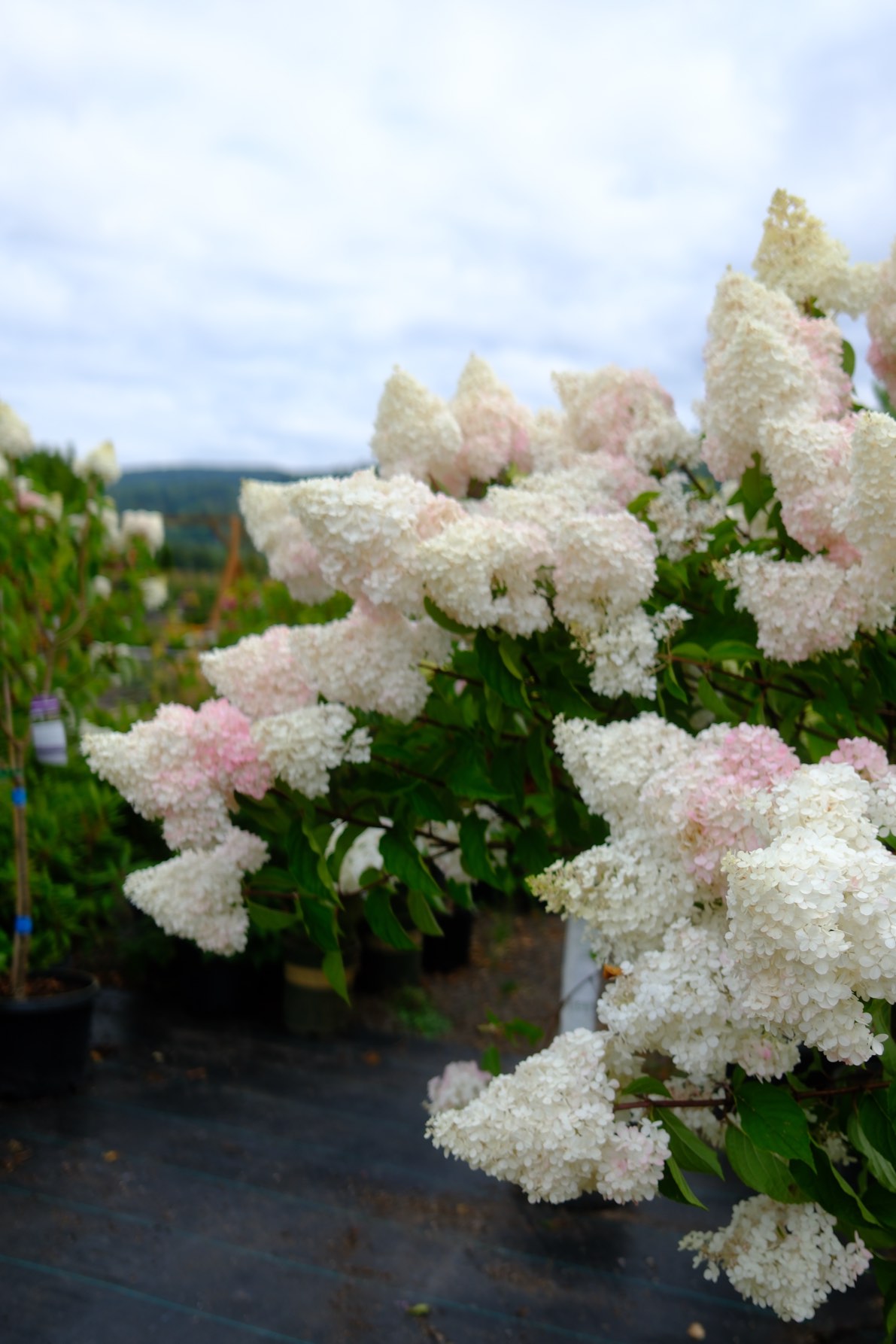 Perennials & Shrubs photo 5