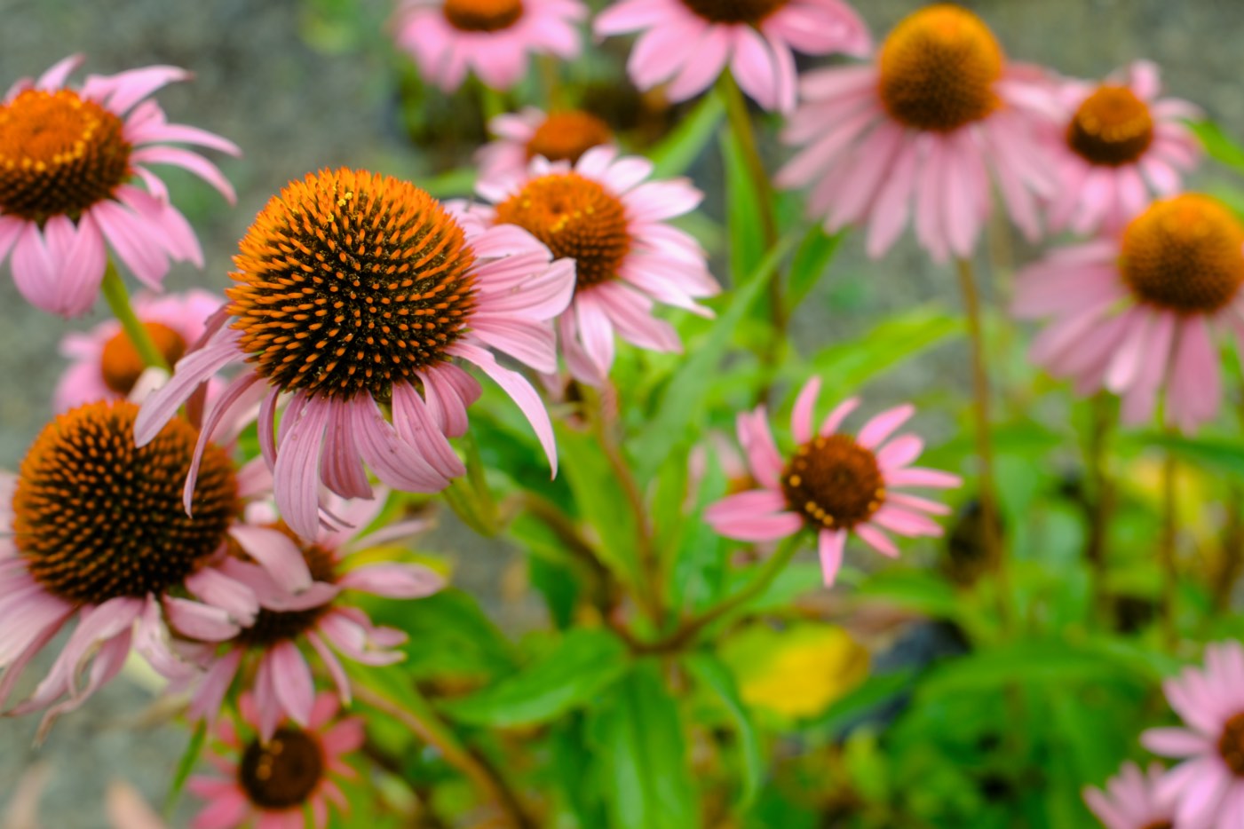 Perennials & Shrubs photo 22