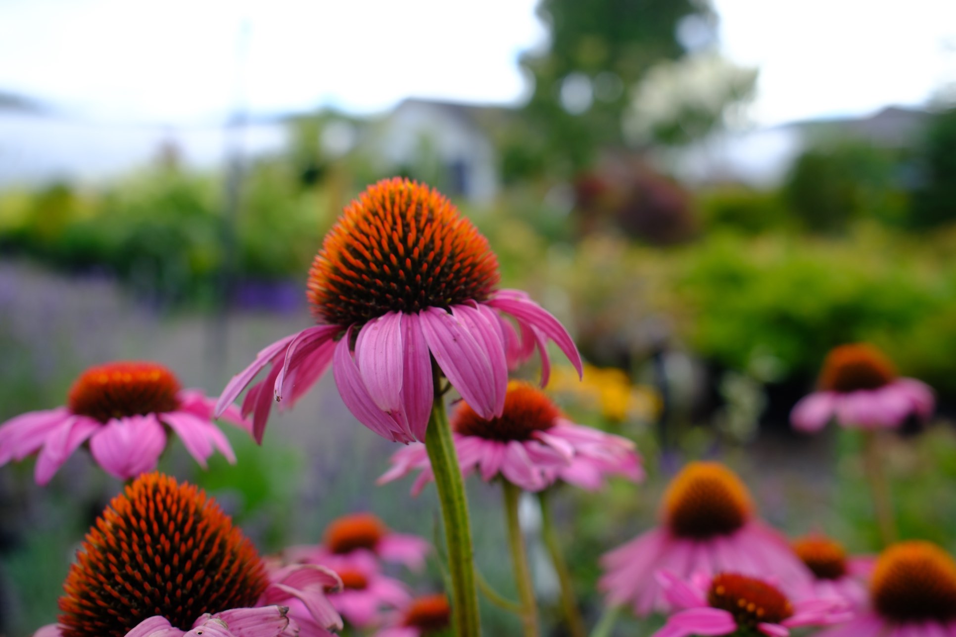 Perennials & Shrubs photo 21