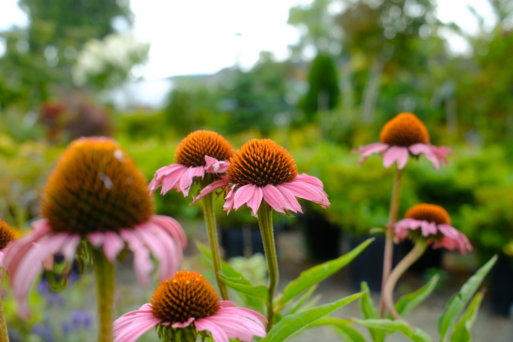 Perennials & Shrubs photo 15