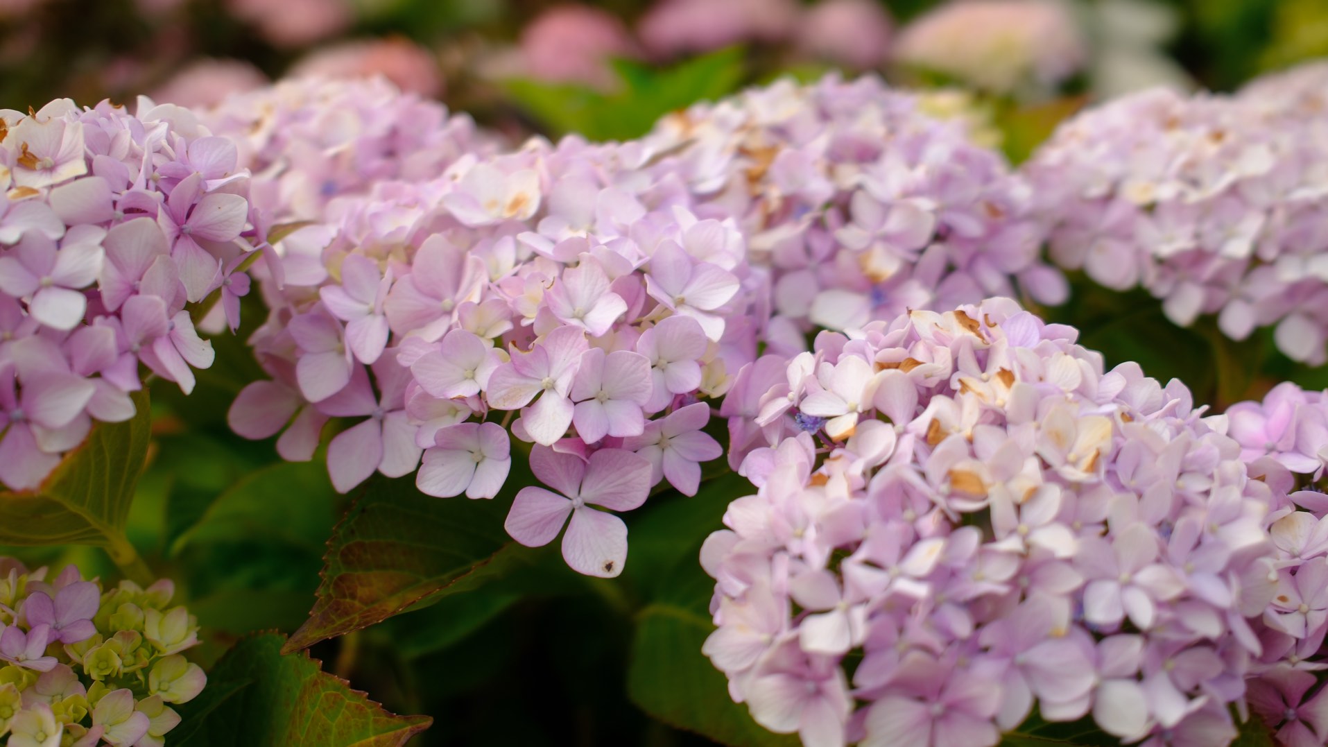 Perennials & Shrubs photo 2