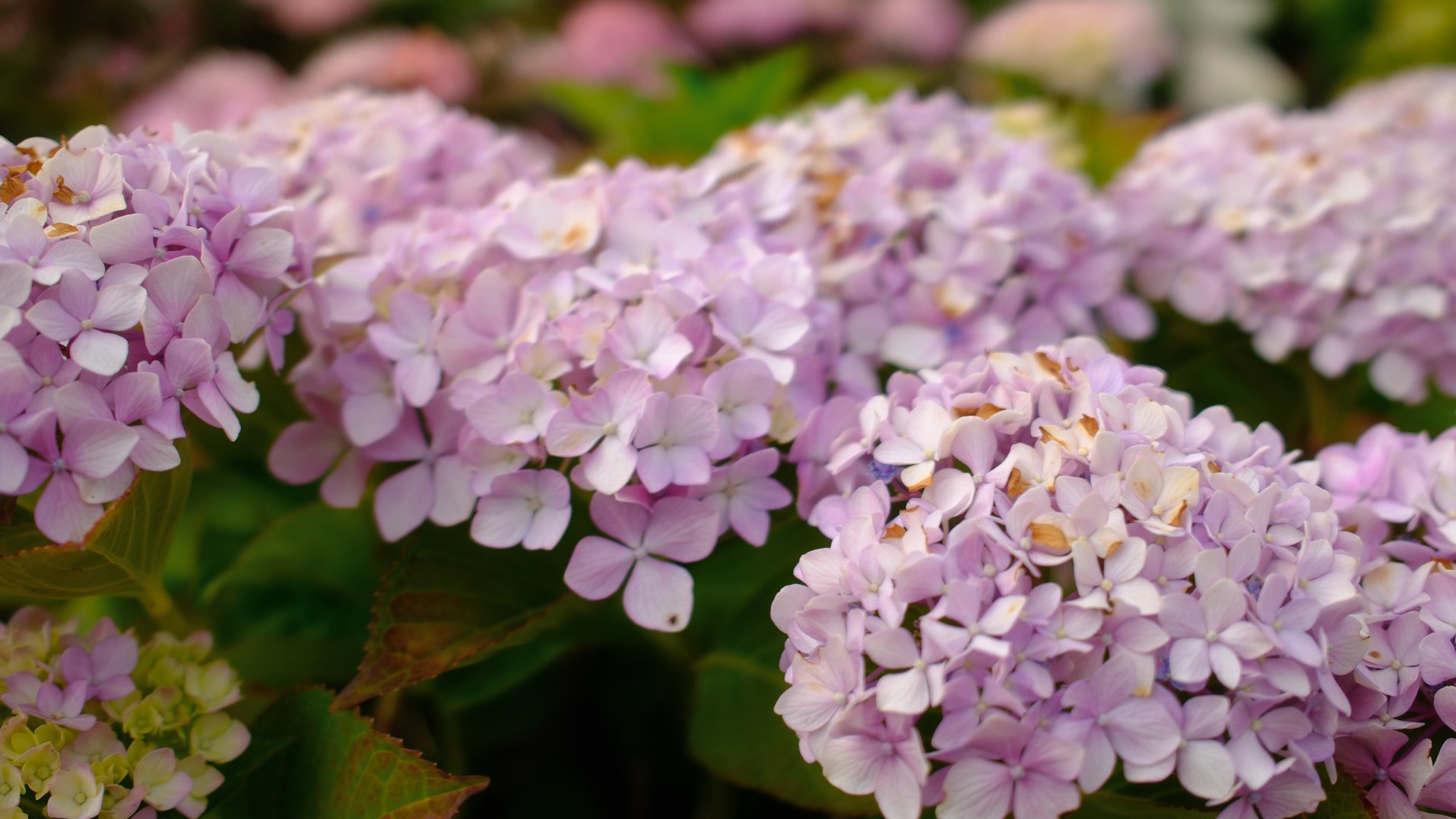 Perennials & Shrubs photo 4