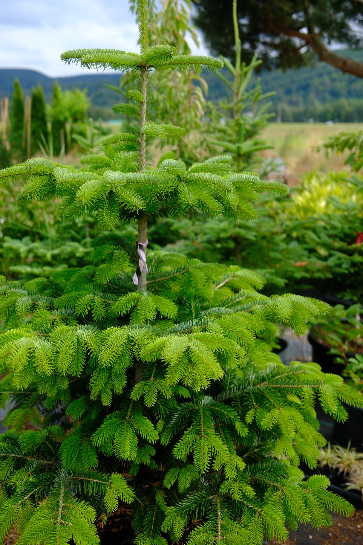 Evergreens photo 2